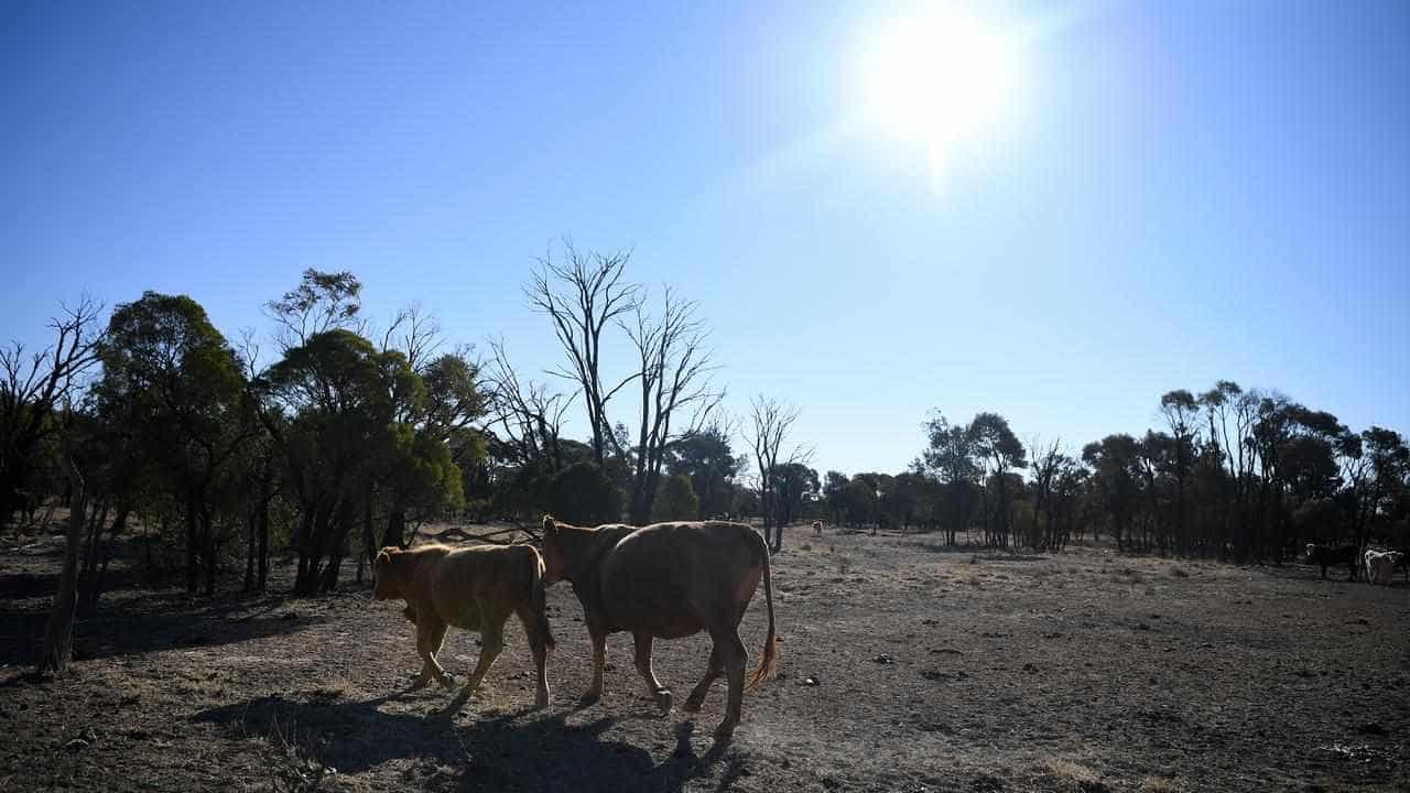 Farmers plan for drier conditions by preparing soils