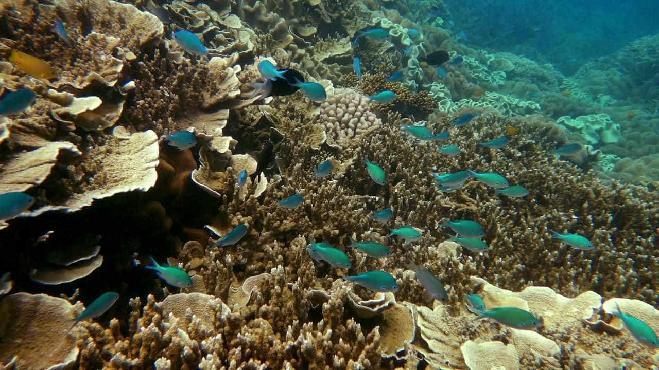 Spanish tourist dies while on Great Barrier Reef trip