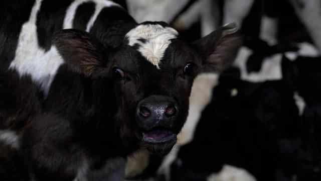 Abattoir footage prompts fresh think on animal welfare