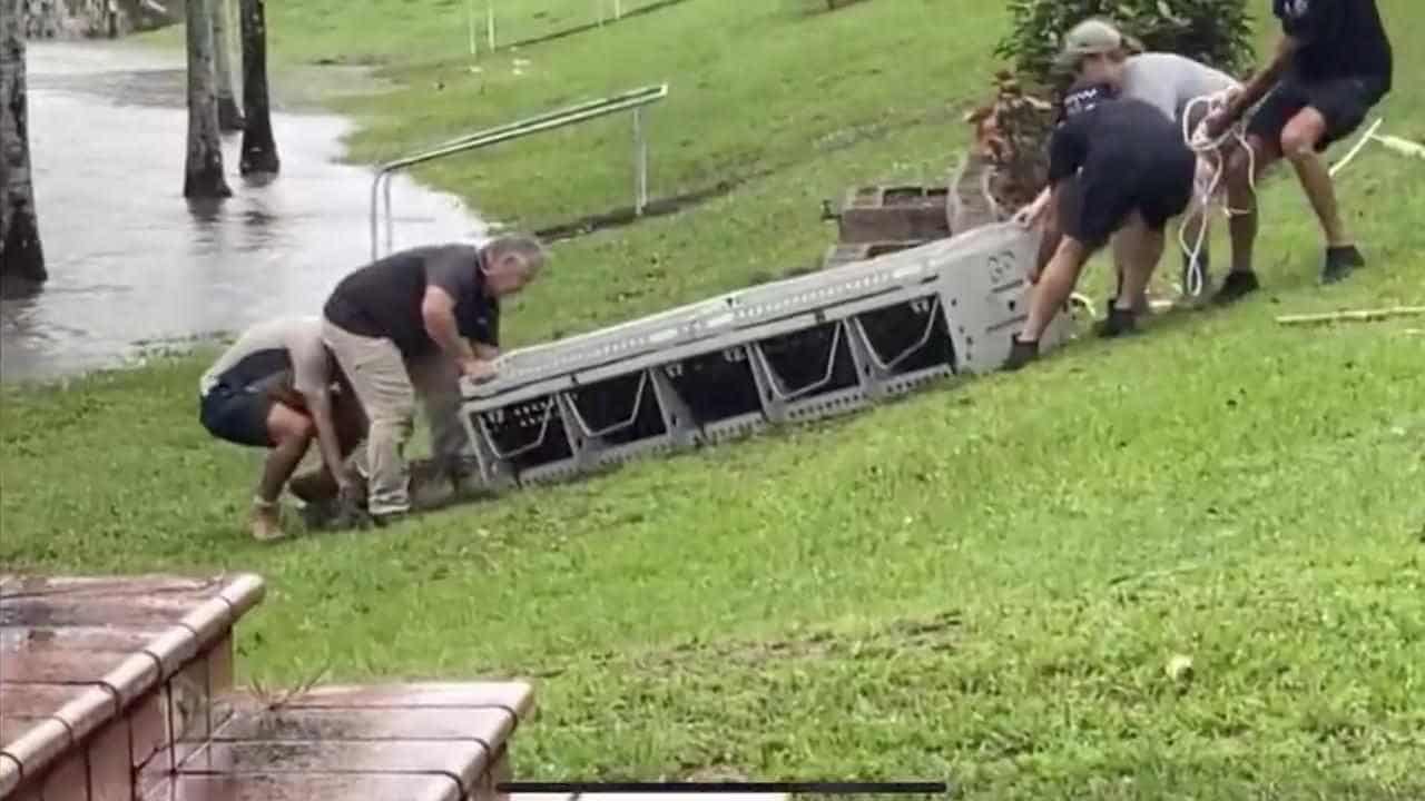 Crocodile captured swimming in Queensland floodwaters