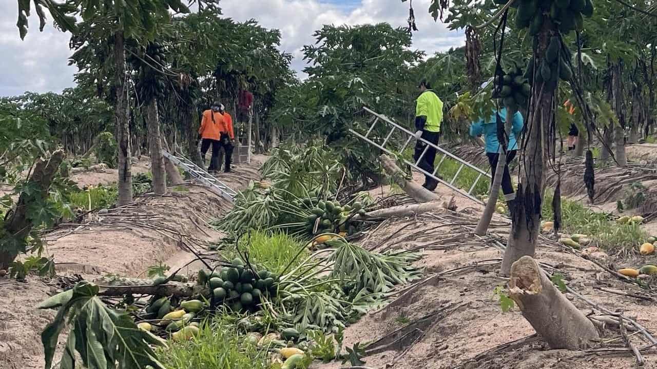 Cyclone crop damage to hit supply as farmers count cost