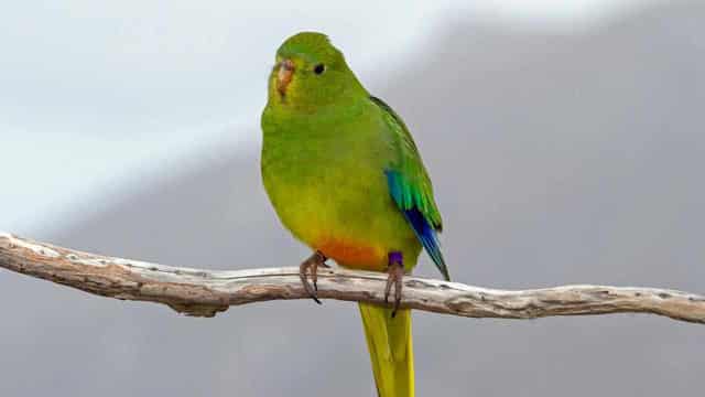 Migration boost for critically endangered parrot