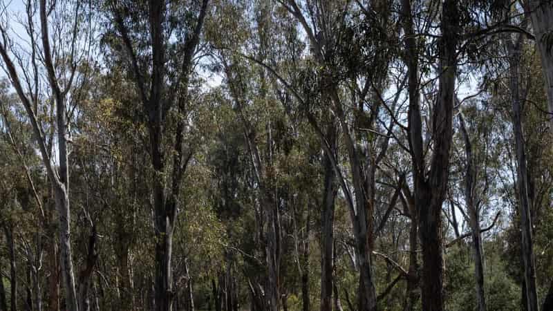 Boy killed by falling tree branch in northern Victoria