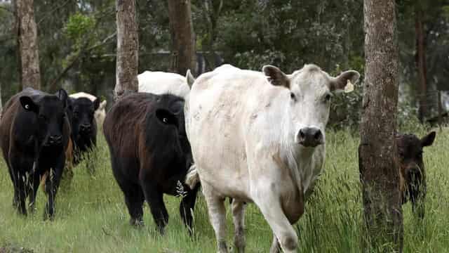 Million cow vaccines sent to protect Australian herds