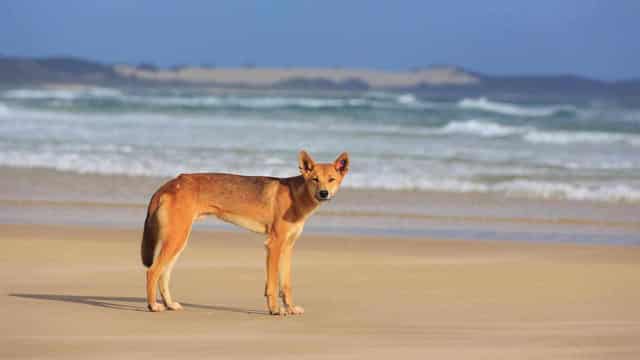 Child bitten by dingo after mother stops to take photo