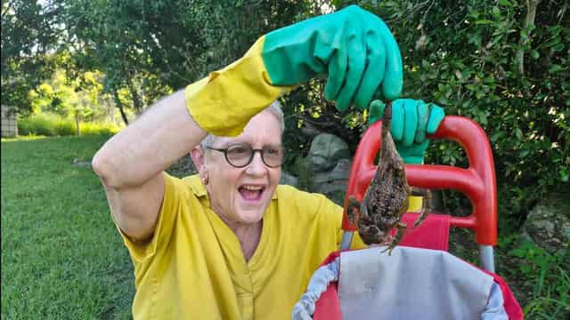 Great Aussie toad bust takes aim at deadly invader