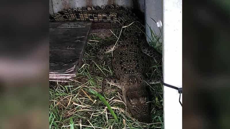 Croc shock as reptile found cooped up in chook pen