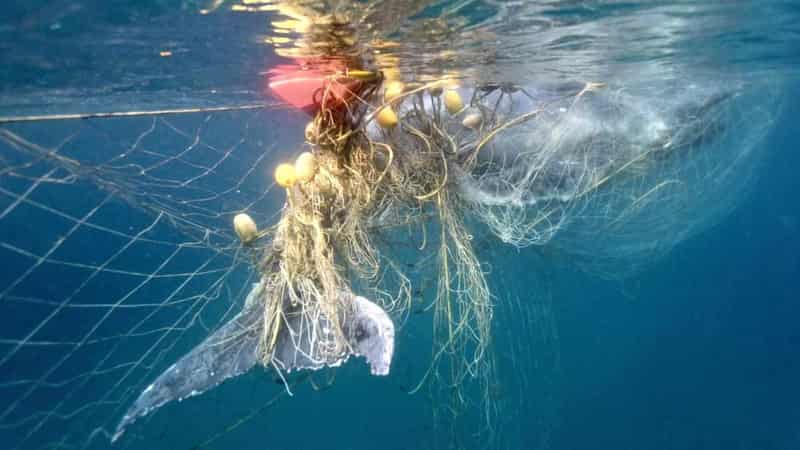 Push to turn the tide against 'death trap' shark nets