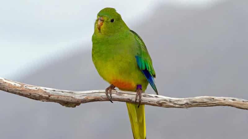 Disease threat emerges for critically endangered parrot