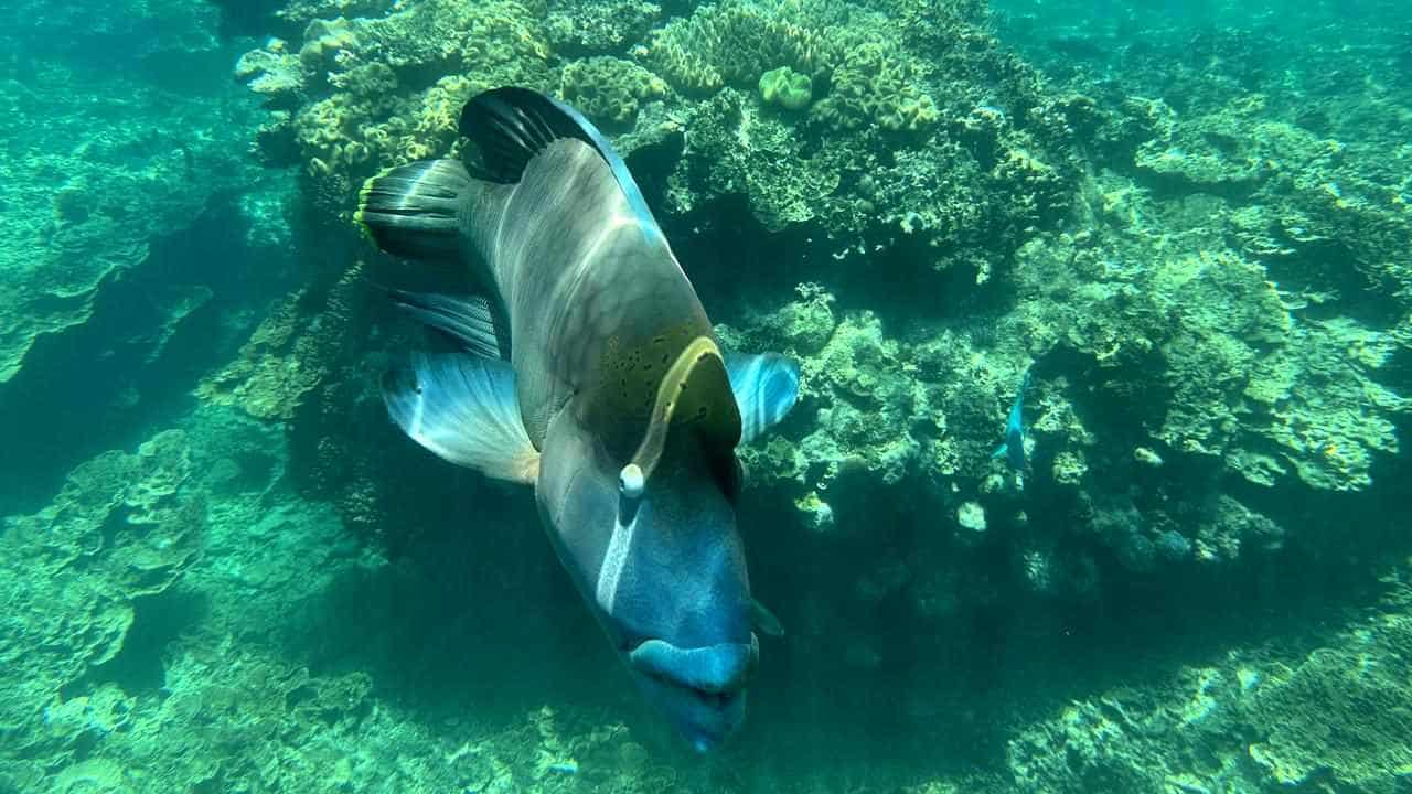 Great Barrier Reef sees 'minor damage' from cyclone