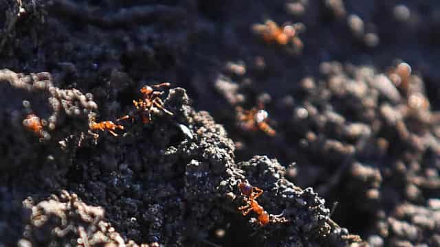 Crafty fire ants use floodwaters to hitch a ride