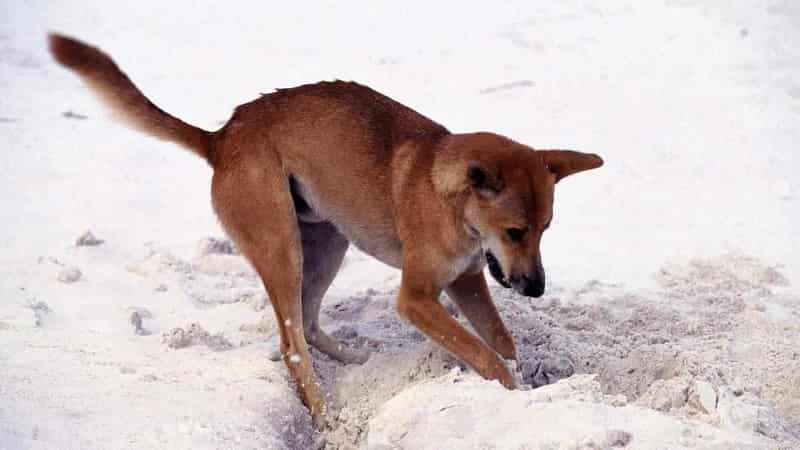 Dingo euthanised after attacks on K'gari