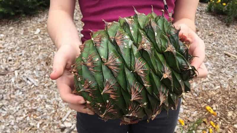 Genomic tools show innovative Indigenous agriculture