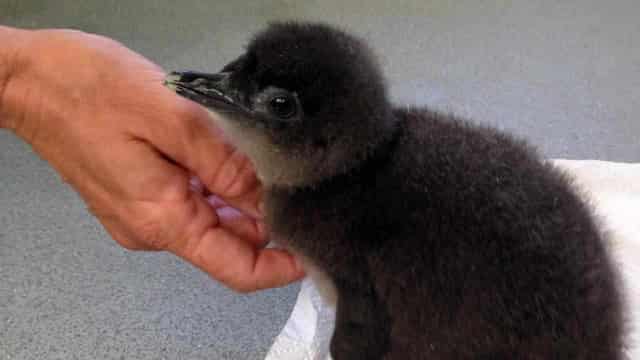 WA penguin population feeling the heat