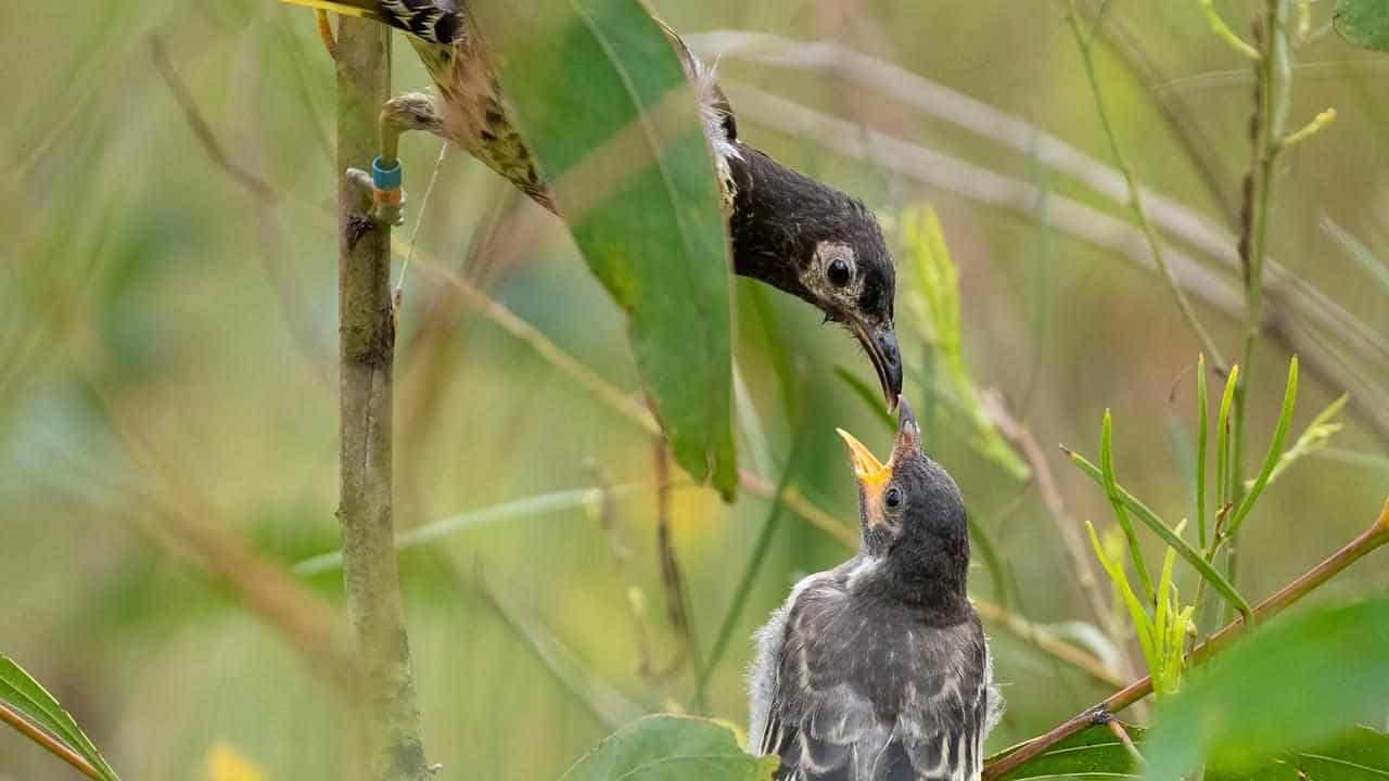 Wild and captive honeyeaters breed in breakthrough