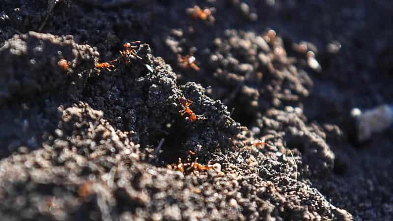 Biosecurity order imposed as fire ants nest destroyed