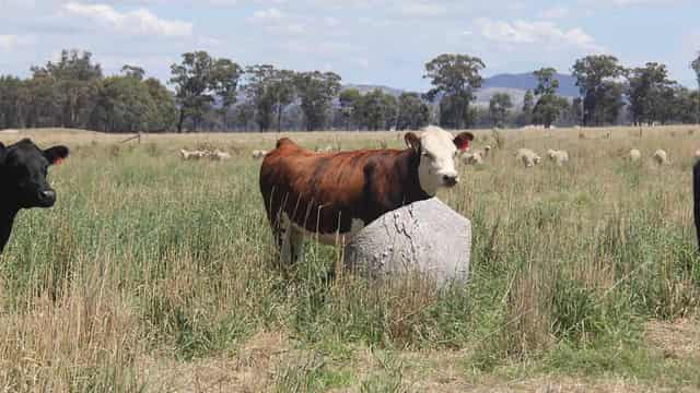 Flooded farmers keep afloat with regenerative methods