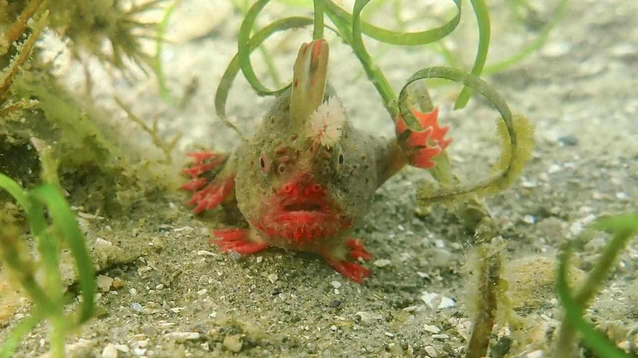 Ultra rare, grumpy fish gets a hand in extinction fight