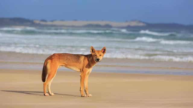 Young boy bitten in latest dingo attack on island