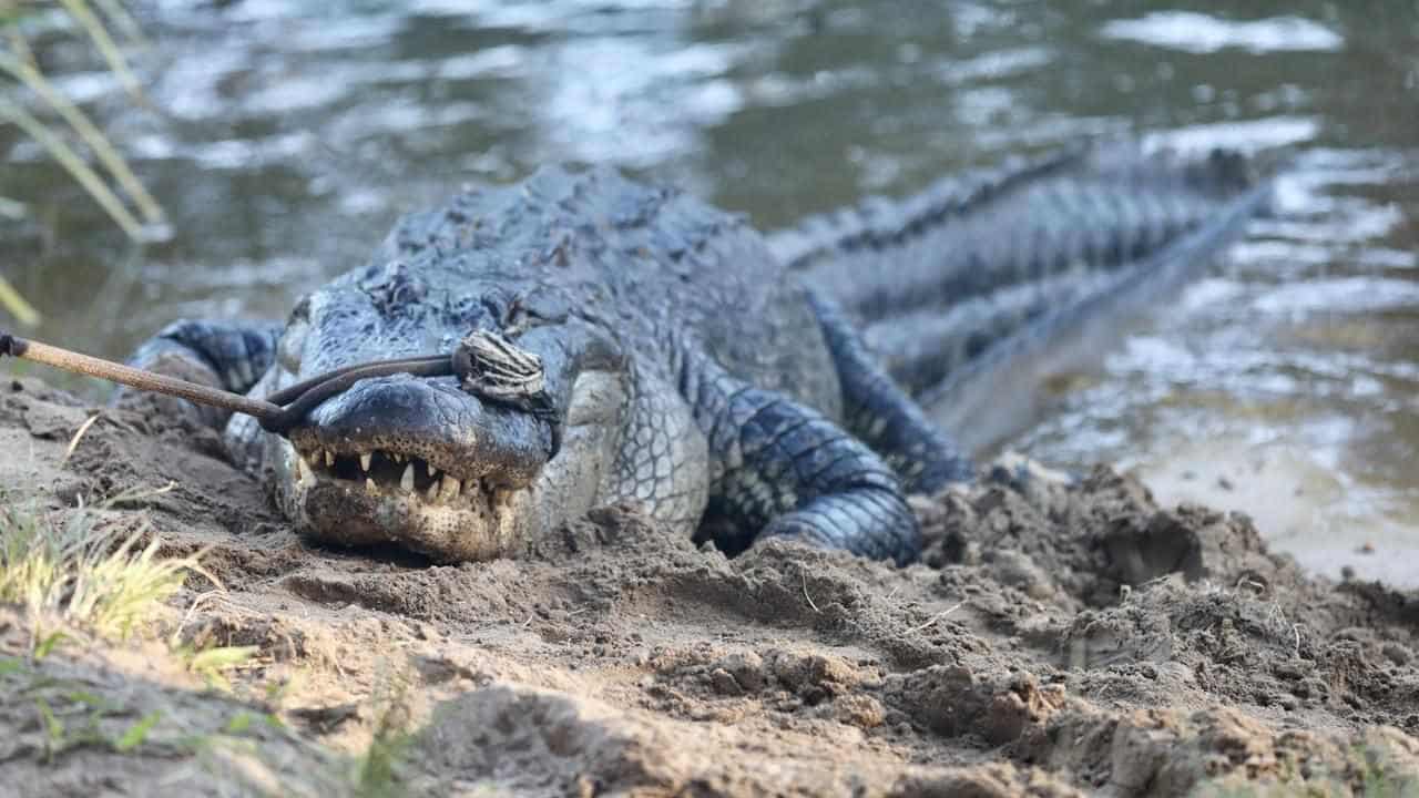 Man denies throwing much loved chicken to alligators