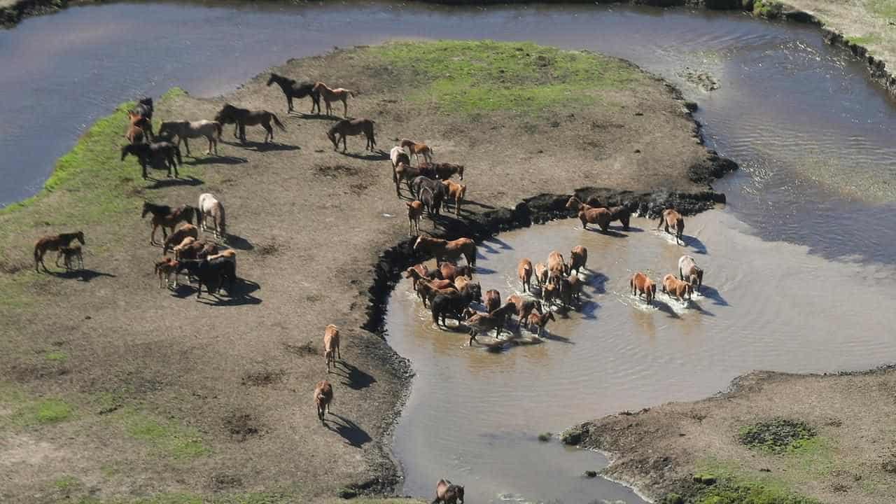 Brumby cull workers harassed amid 'heated' debate