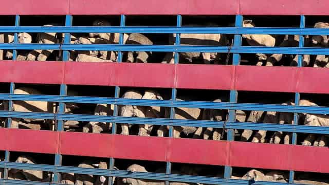 Live export ship blocked from sailing to Israel