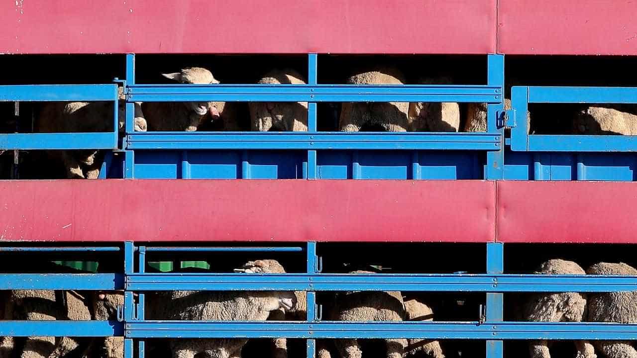 Concerns stranded livestock could still go to Israel