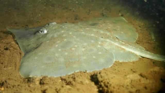 Maugean skate has 'enough' protection, Tasmania says