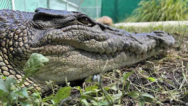 Curious croc too close for comfort in family backyard