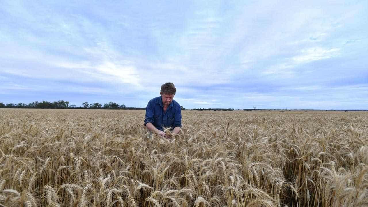 Wheat exports down, China hungry for Australian barley