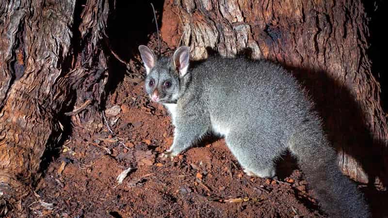 Wildlife corridor offers path for resurgent brushtails