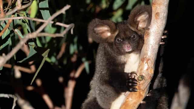 Logging backflip 'won't save gliders from extinction'