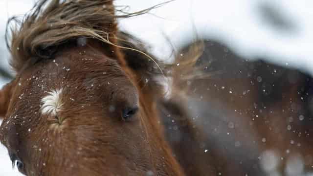 Kosciuszko brumby shoot underway but will it be enough?