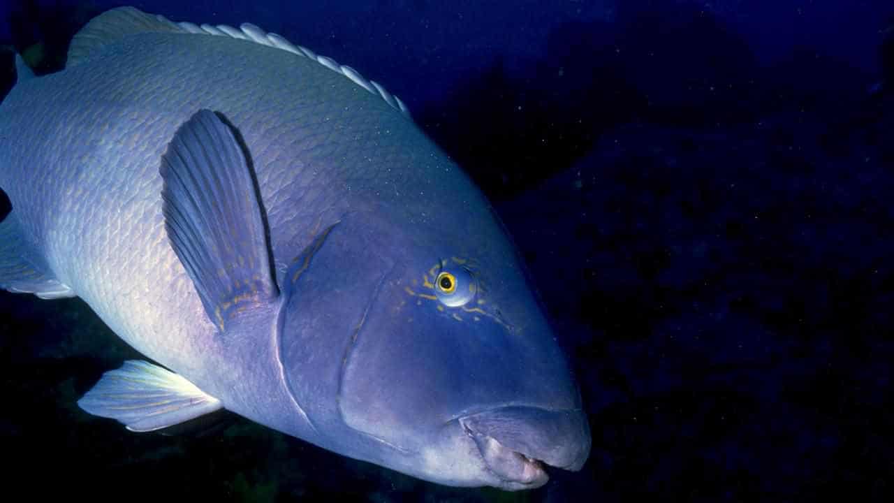 Blue gropers caught 390 times before new fishing ban