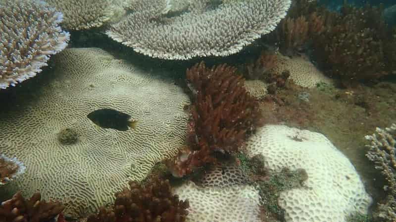 First reports of severe coral bleaching on reef