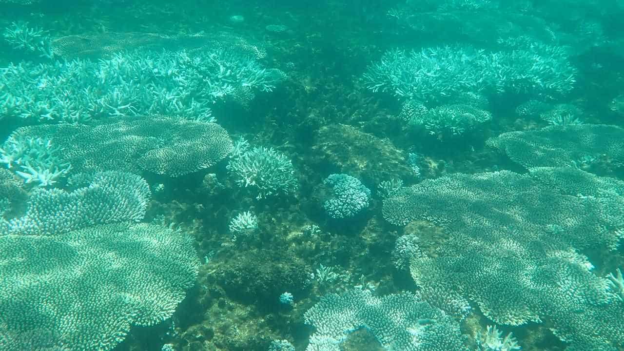 More evidence of extensive summer bleaching on reef