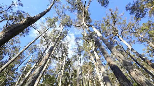 Mystery around locations of native forestry grow plan