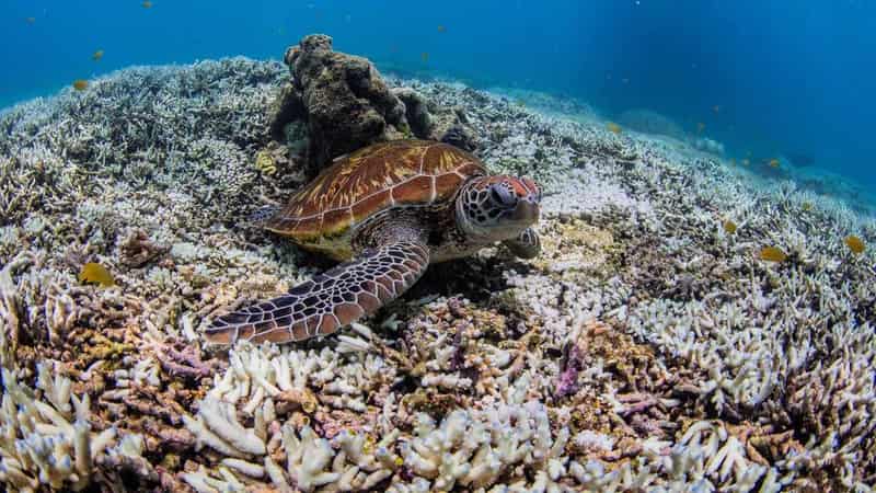 Mass coral bleaching occurring on most of barrier reef