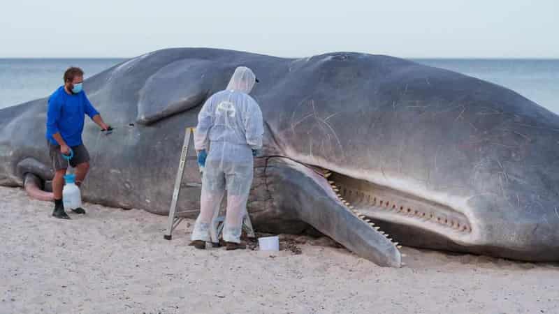 Beached whale theatre draws crowds at Adelaide Festival