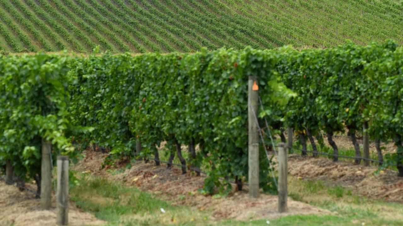 Australia will 'win' wine dispute with China: minister