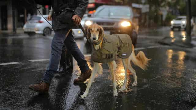 COVID adoptions spark flurry of pet-related injuries