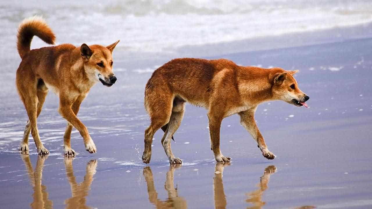 Tracker fitted on 'high-risk' dingo at holiday mecca