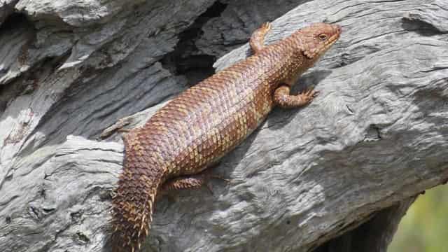 Snake snack warning knell for endangered lizard