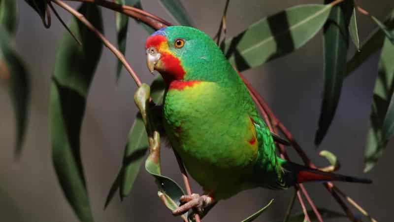 Fury over edited plan to save world's fastest parrot