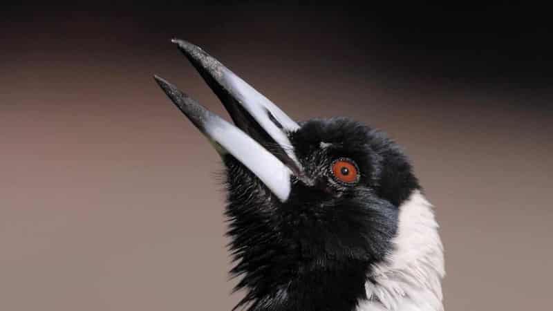 Magpies in survival mode due to climate change, noise