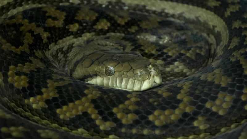 Man charged after 26 snakes found in car