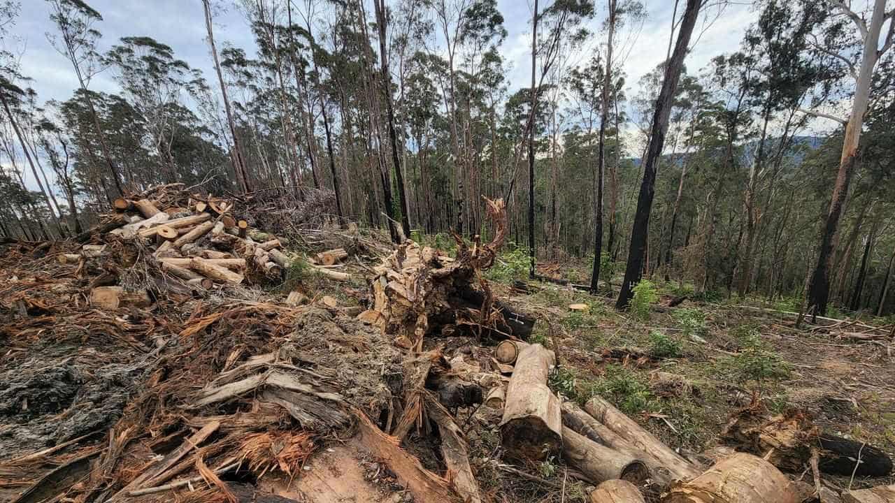 Researcher warns of killing zones inside new koala park