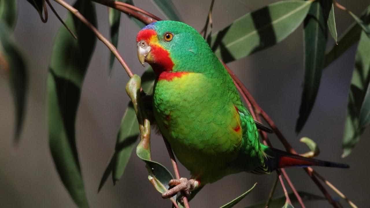 Parrot 'stuffed' while logging continues: scientist