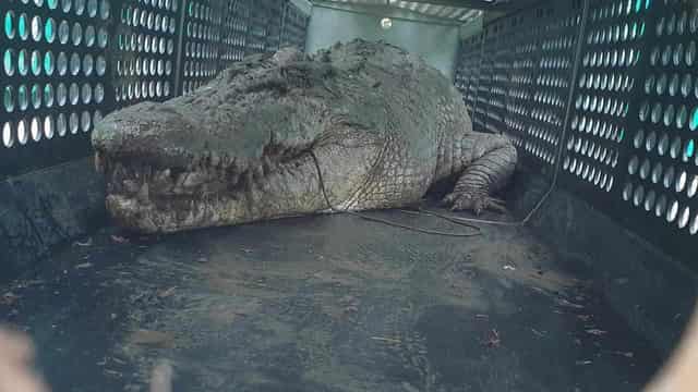 Huge croc caught after evading capture for a month