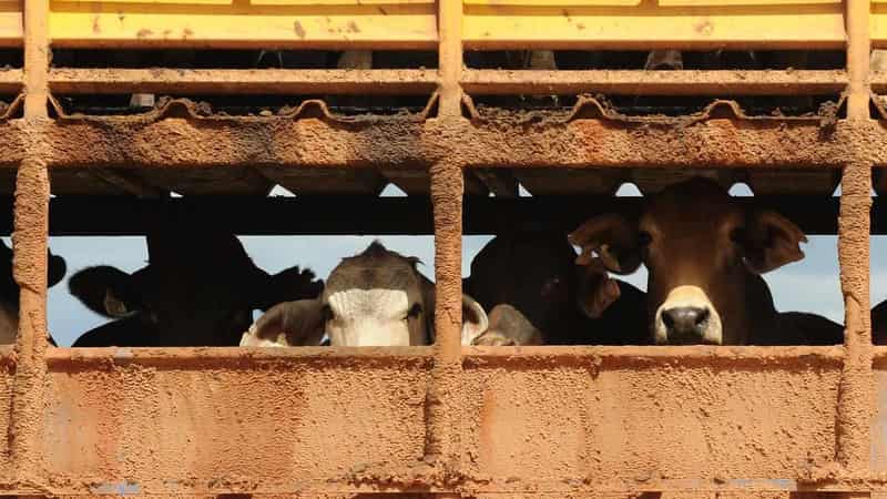 More than 100 Australian cattle die on way to Indonesia